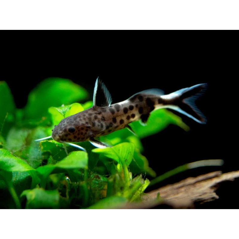 Cuckoo Catfish (Synodontis petricola) (5pcs)