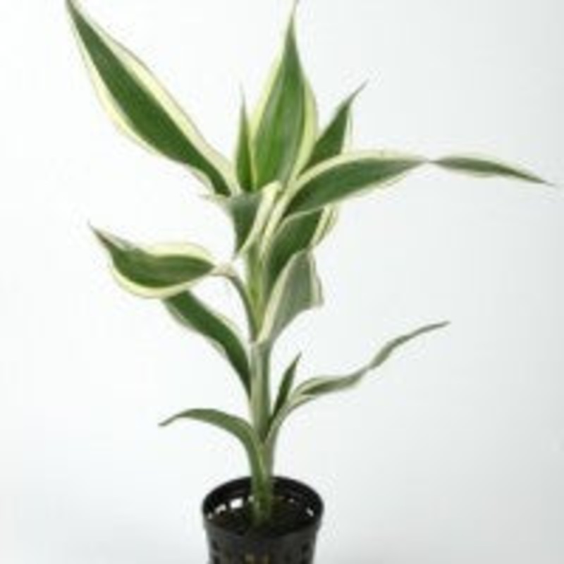 Dracaena Sanderiana