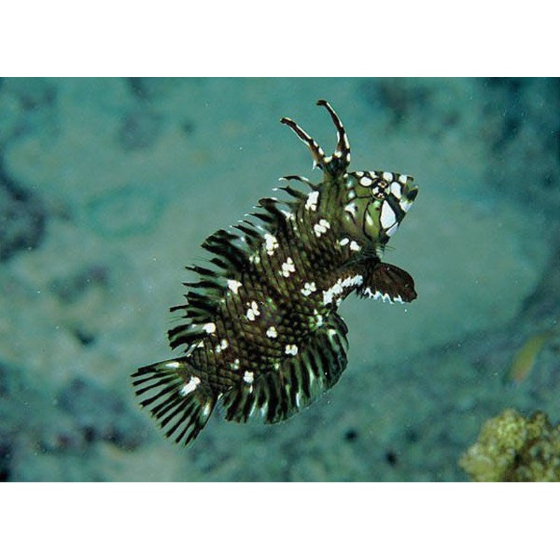 Dragon Wrasse (Juvenile)(Novaculichthys Taeniourus)