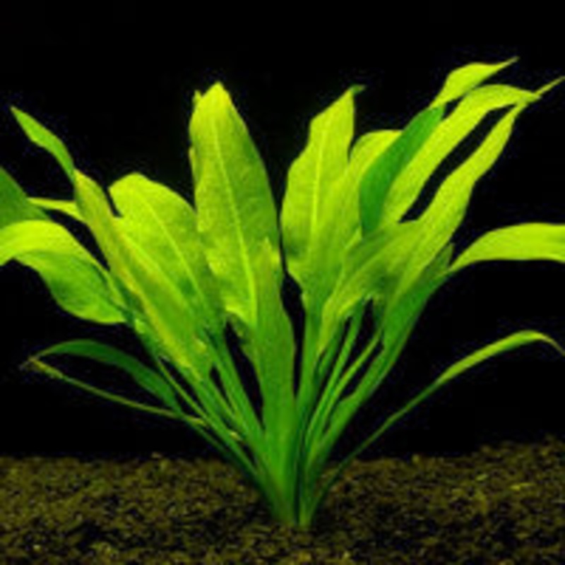 Echinodorus amazonicus (Echinodorus grisebachii)