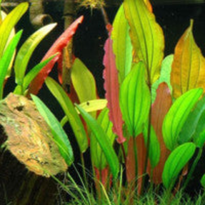 Echinodorus barthii