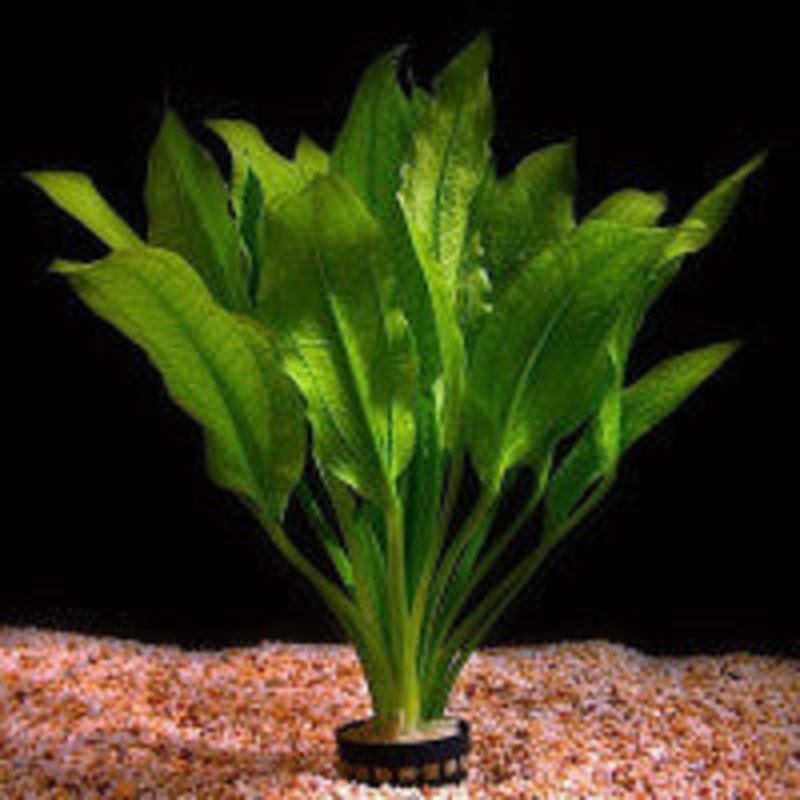 Echinodorus bleheri