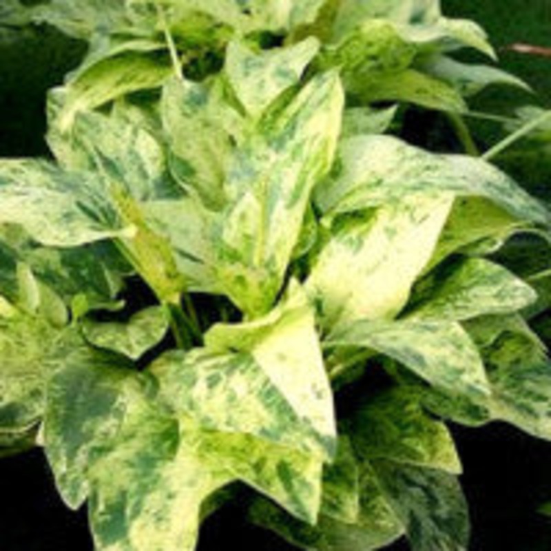 Echinodorus cordifoliua Marble queen