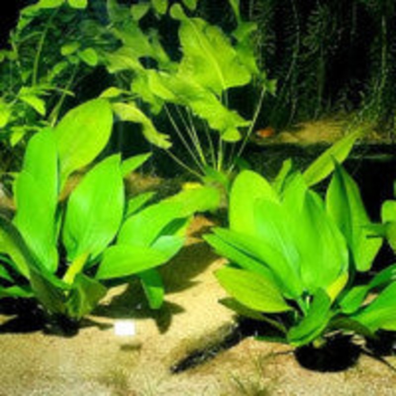 Echinodorus grandiflorus
