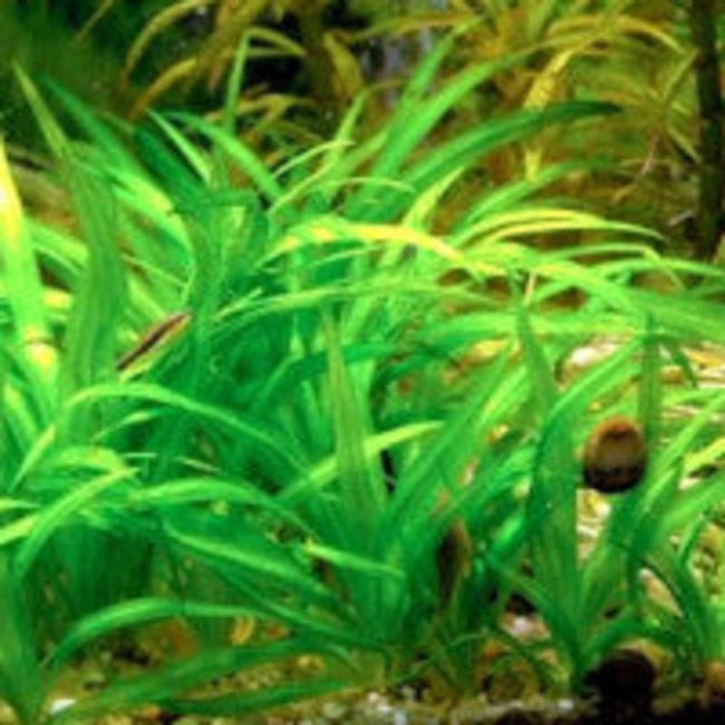 Echinodorus latifolius