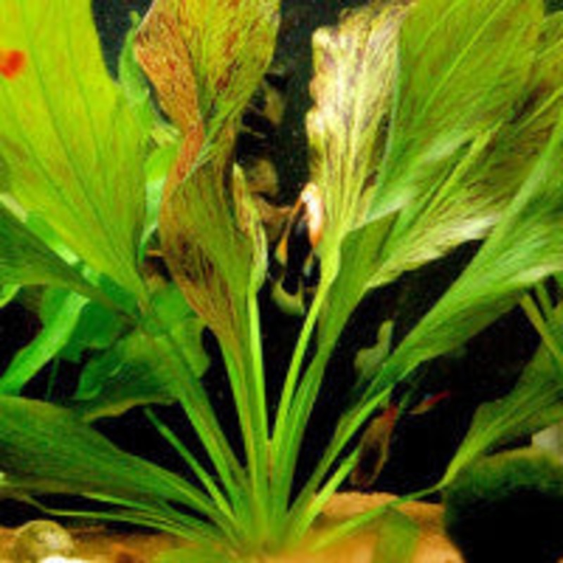 Echinodorus ozelot