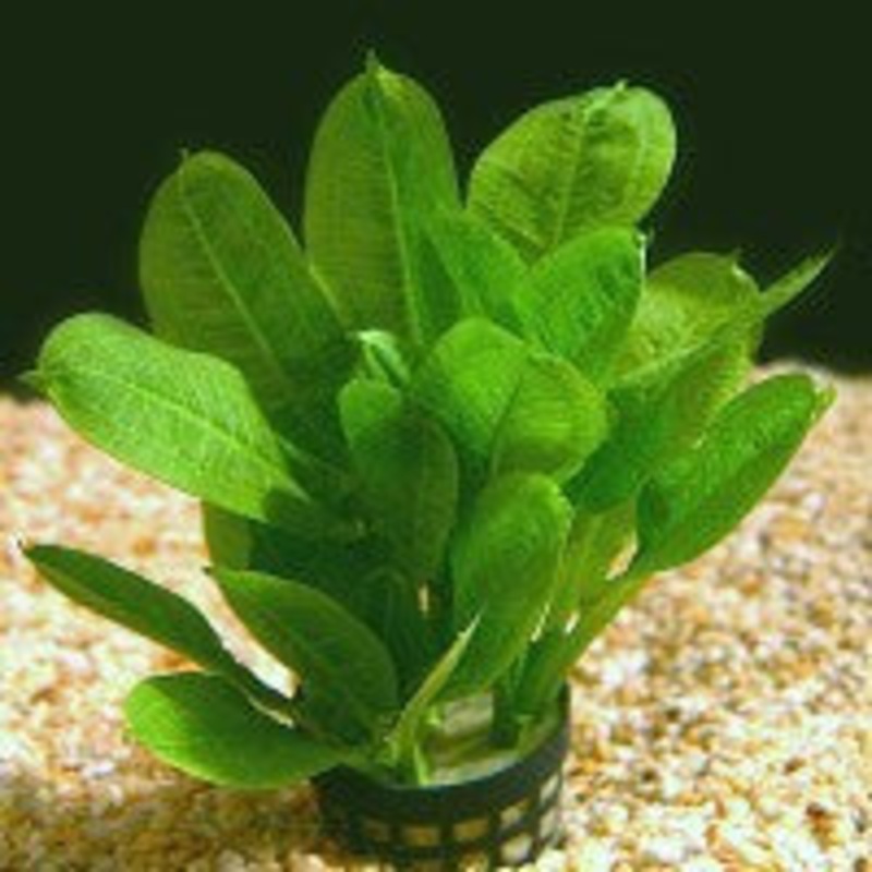 Echinodorus parivflorus tropica
