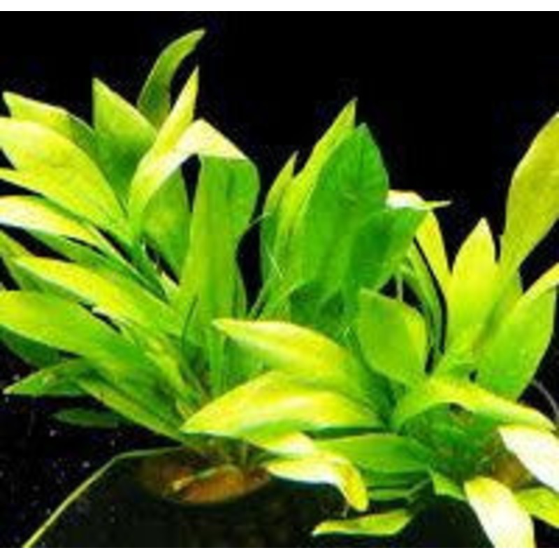 Echinodorus quadricostatus