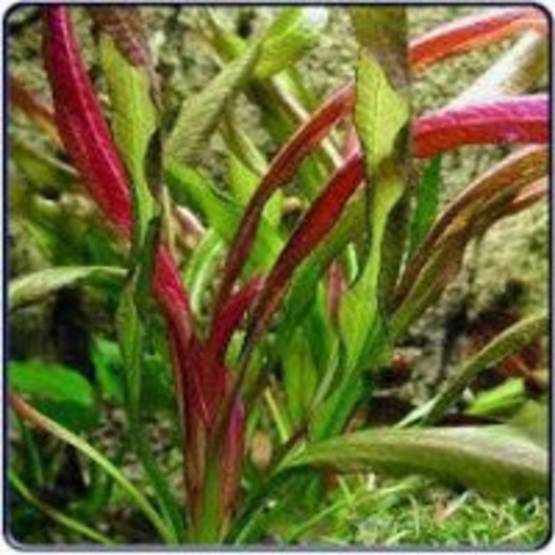 Echinodorus Red Devil