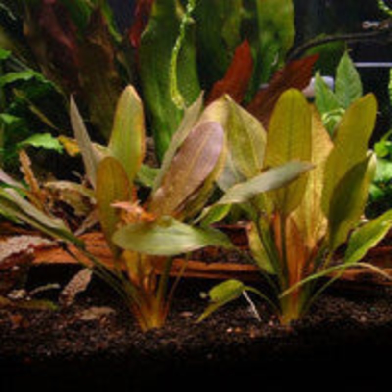 Echinodorus Red Rubin