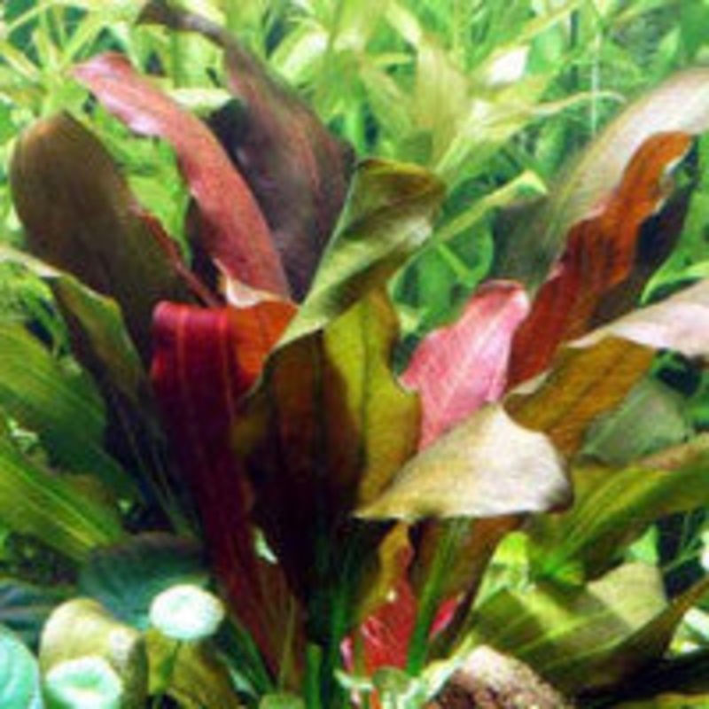 Echinodorus Rose