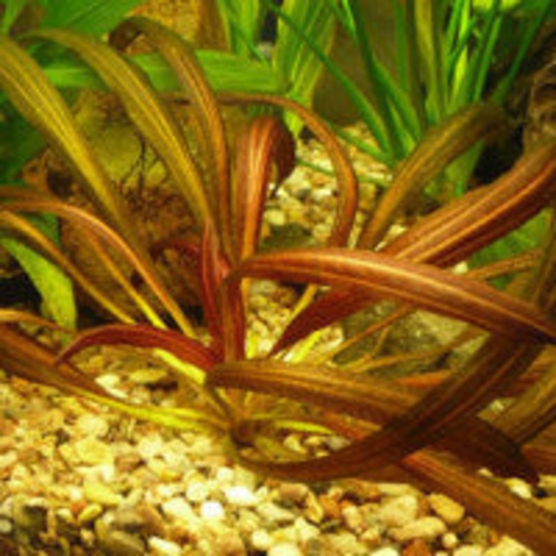 Echinodorus Rubin Narrow Leaf