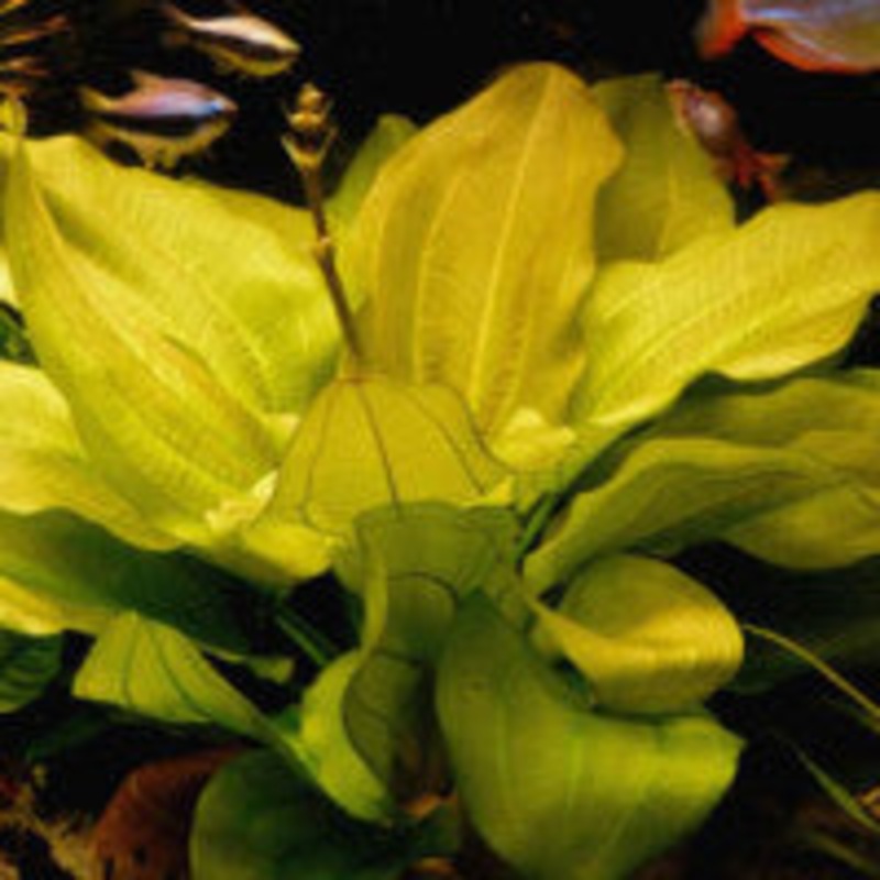 Echinodorus species Harbich