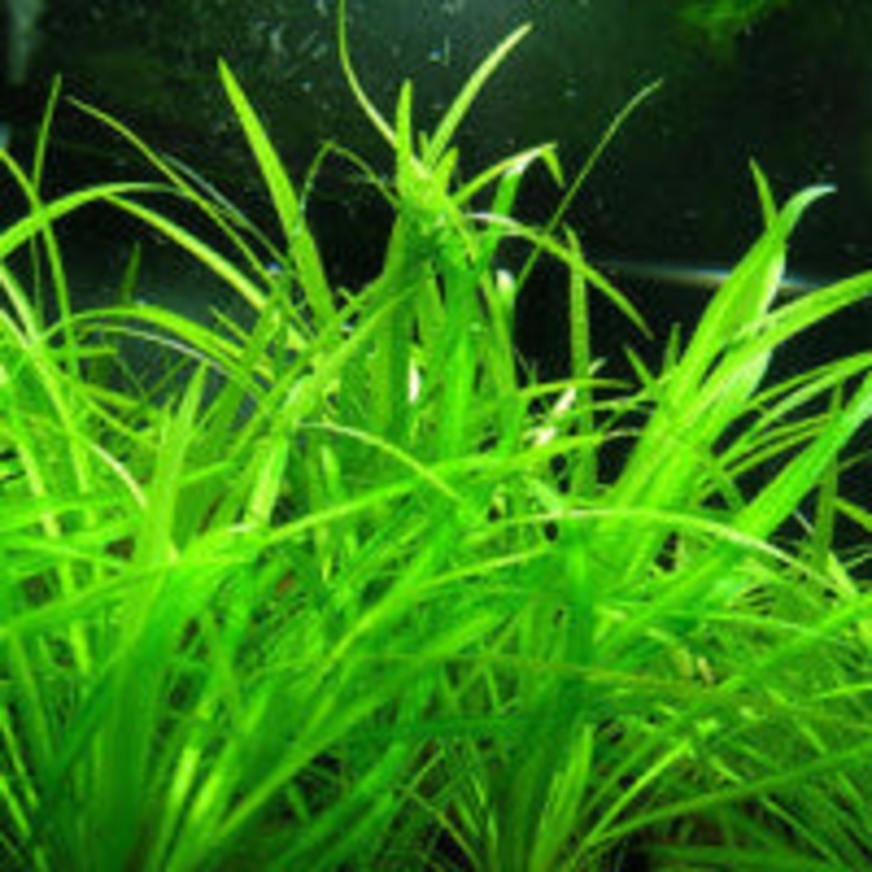 Echinodorus tenellus (Packet)