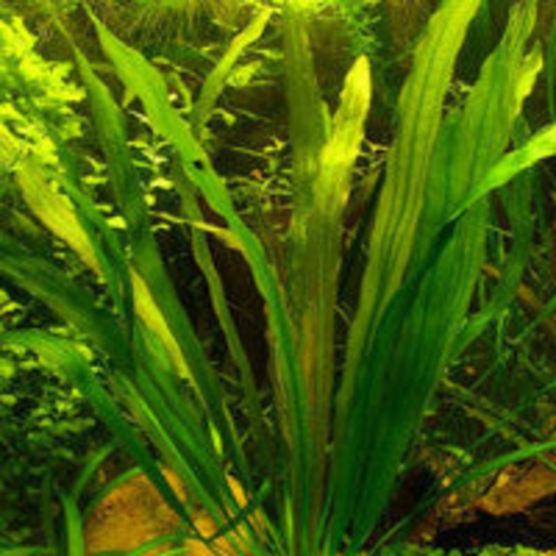Echinodorus uruguayensis
