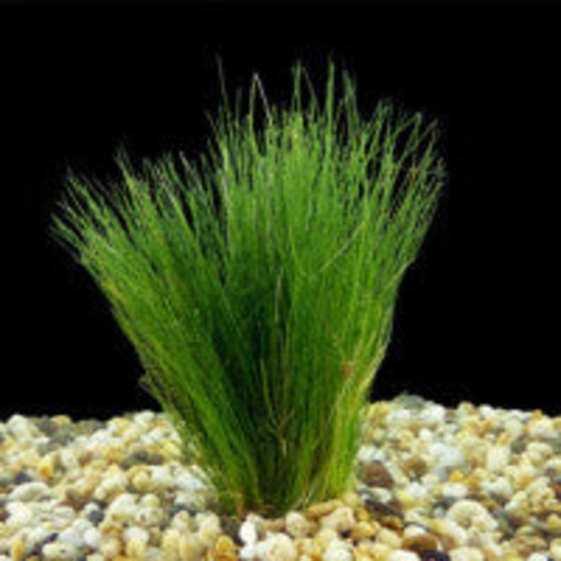 Eleocharis acicularis mini (Japan hair grass)