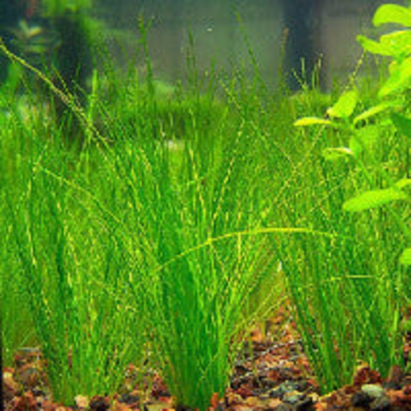 Eleocharis Vivipara