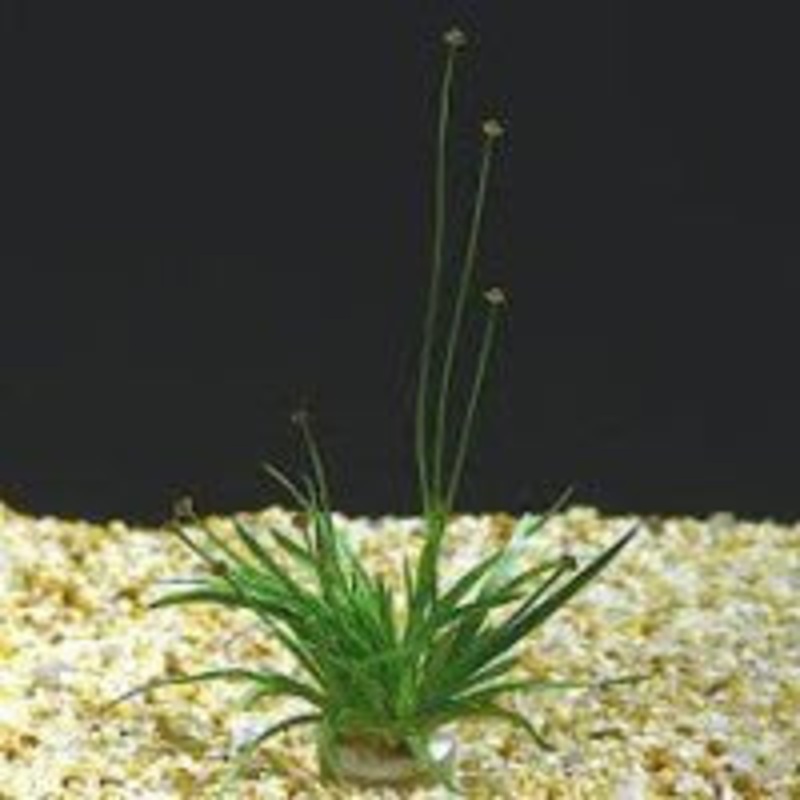 Eriocaulon Cinereum