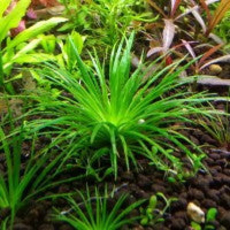Eriocaulon Sp Vietnam