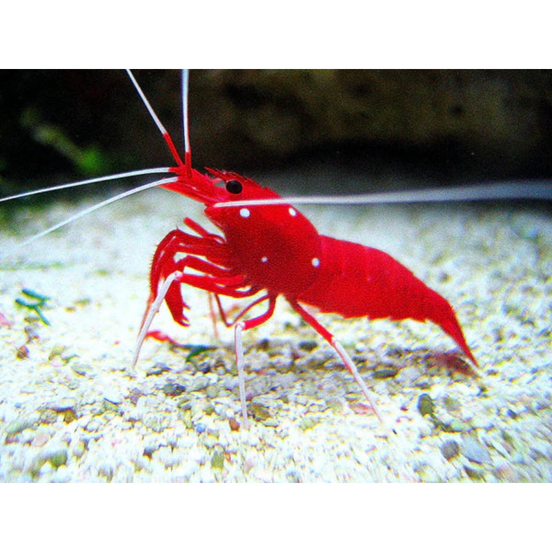 Fire Shrimp (Marine) (Lysmata debelius)