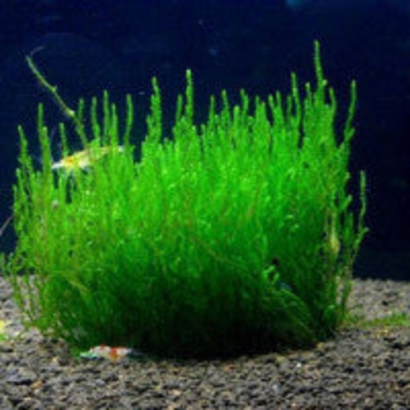 Flame moss (Taxiphyllum sp.)(Packet)