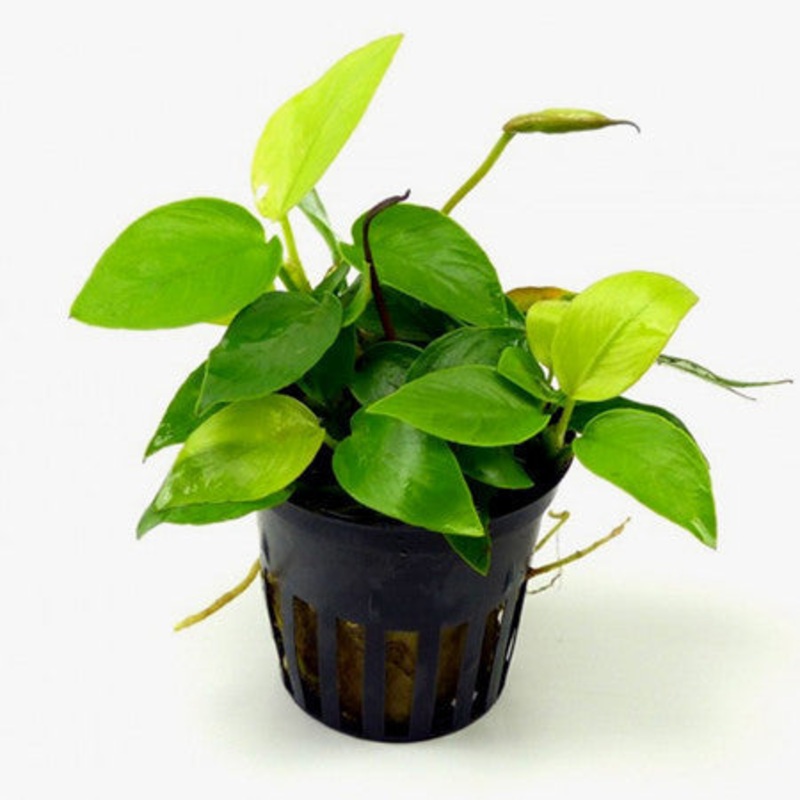 Golden Nana (Anubias golden)