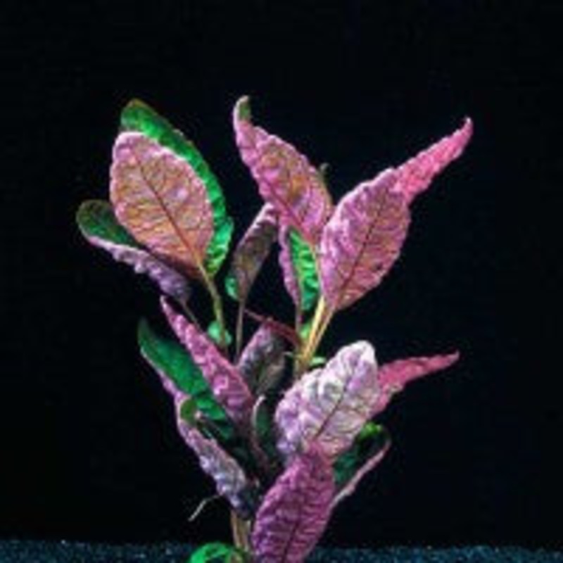 Hemigraphis Exotica