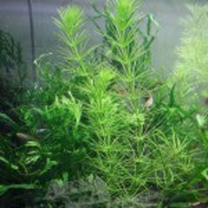 Hydrotriche Hottoniiflora