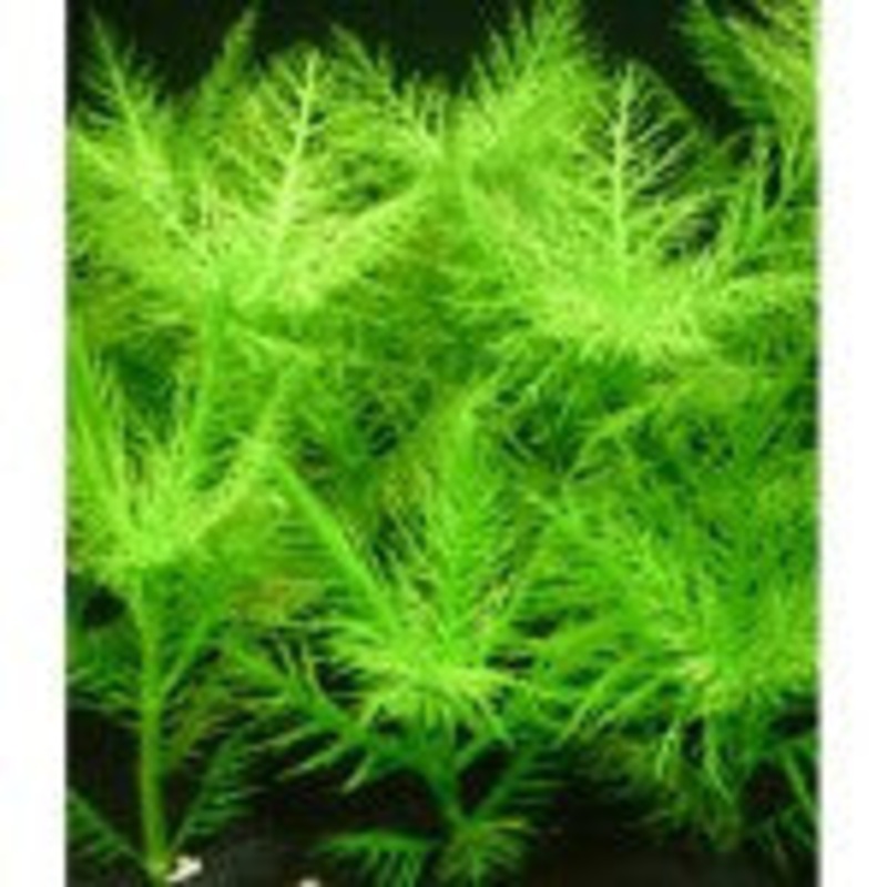 Hygrophila Balsamica