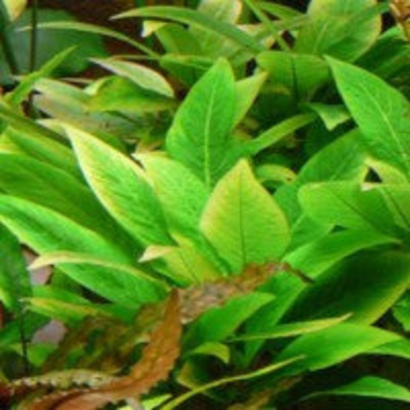 Hygrophila Corymbosa Compacta