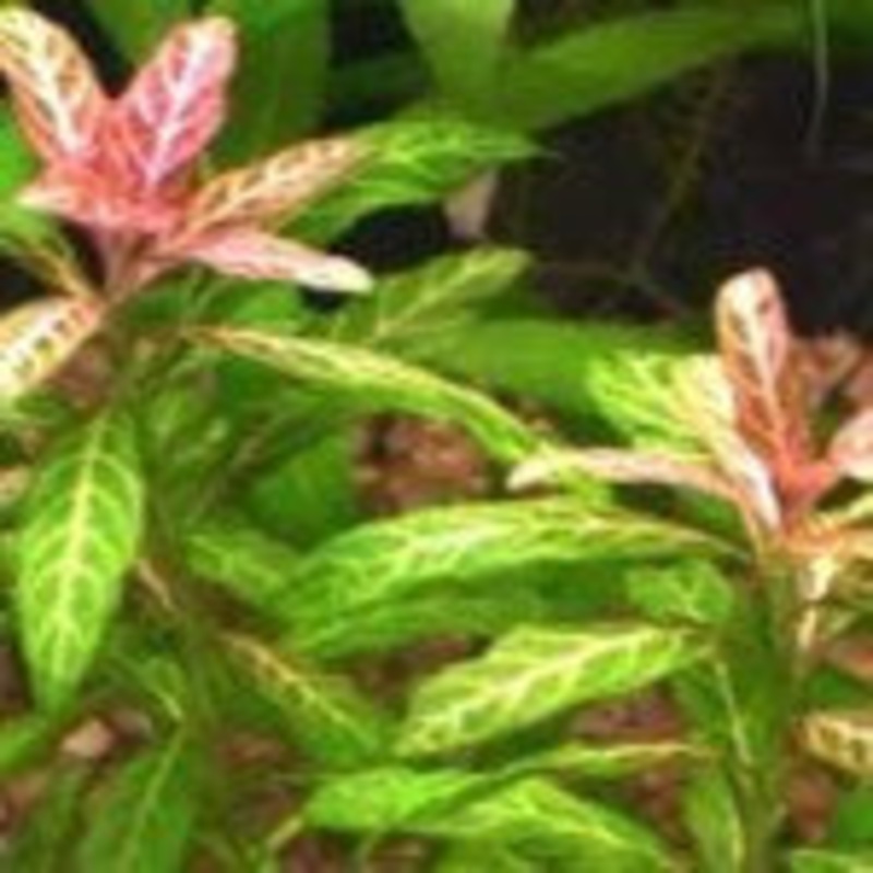 Hygrophila Rosanervis