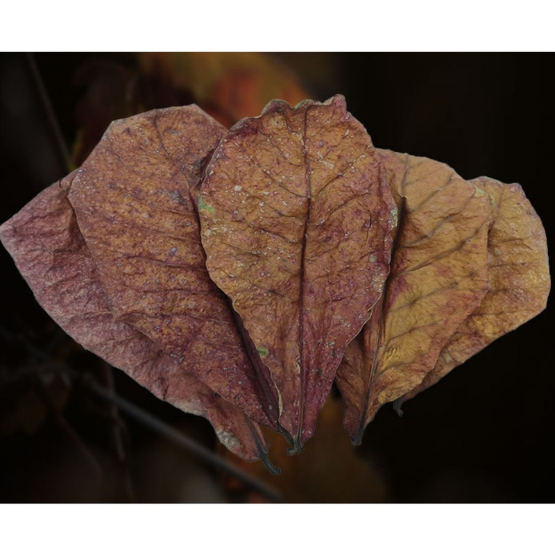 Indian Almond Leave (2 pcs)