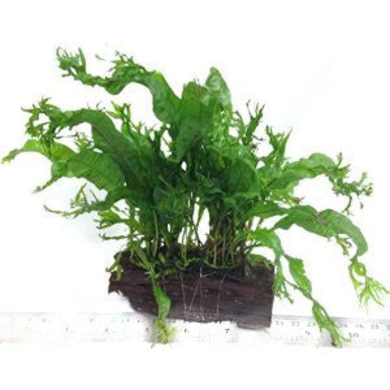 Java Fern 'Lace' (Microsorum pteropus 'Windelov') (wood) (Large)