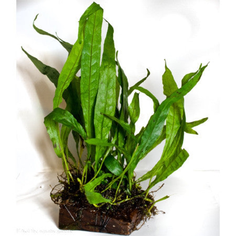 Java Fern (Microsorum pteropus) (wood) (large)