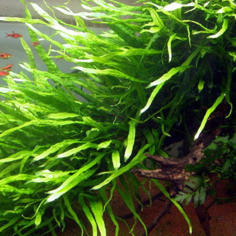 Java Fern Narrow Leaf (Microsorum pteropus) (rock) (small)