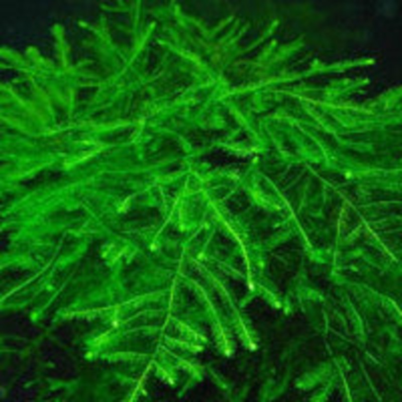 Java moss (Vesicularis dubyana) (Packet)