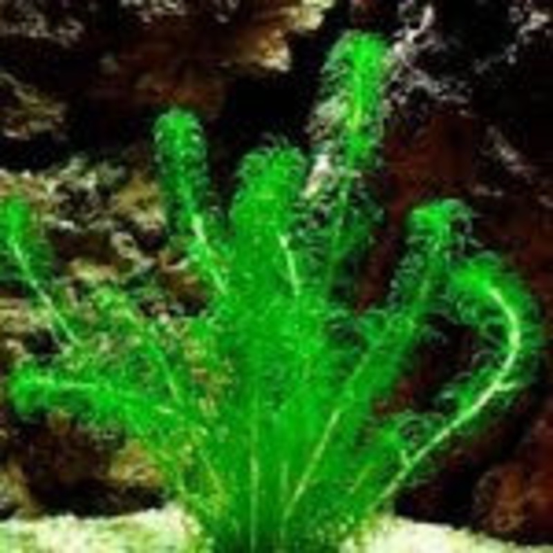 Lagarosiphon Major