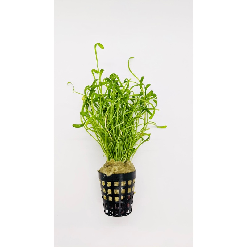 Lilaeopsis Novae