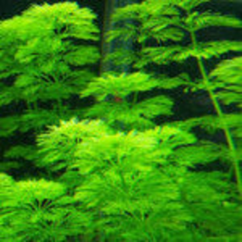 Limnophila Sessiliflora