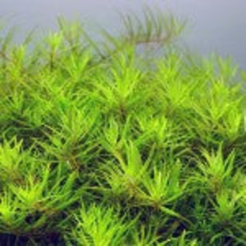 Limnophila Sp Vietnam