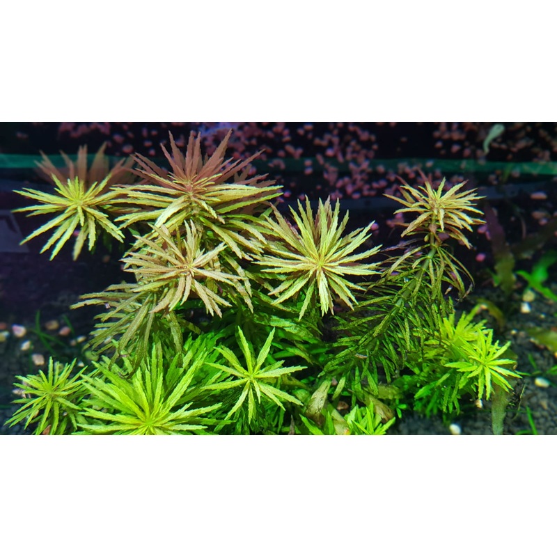 Limnophilia Aromatica (Shop Grown)
