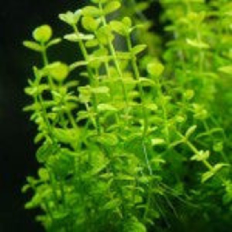 Lindernia Rotundifolia Variegated