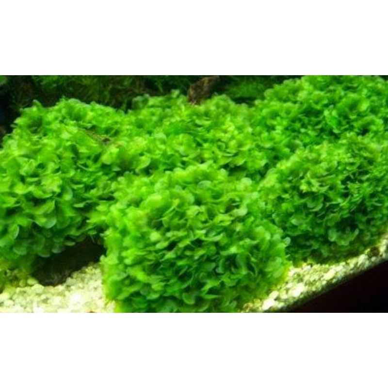 Lomariopsis (rock)