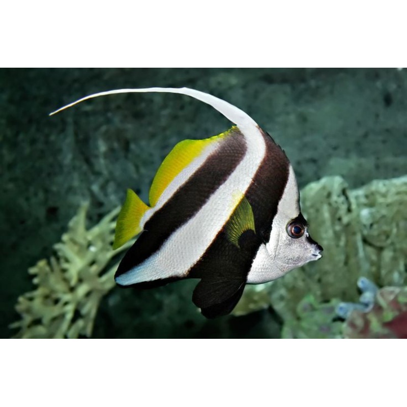 Longfin Bannerfish (Heniochus acuminatus)