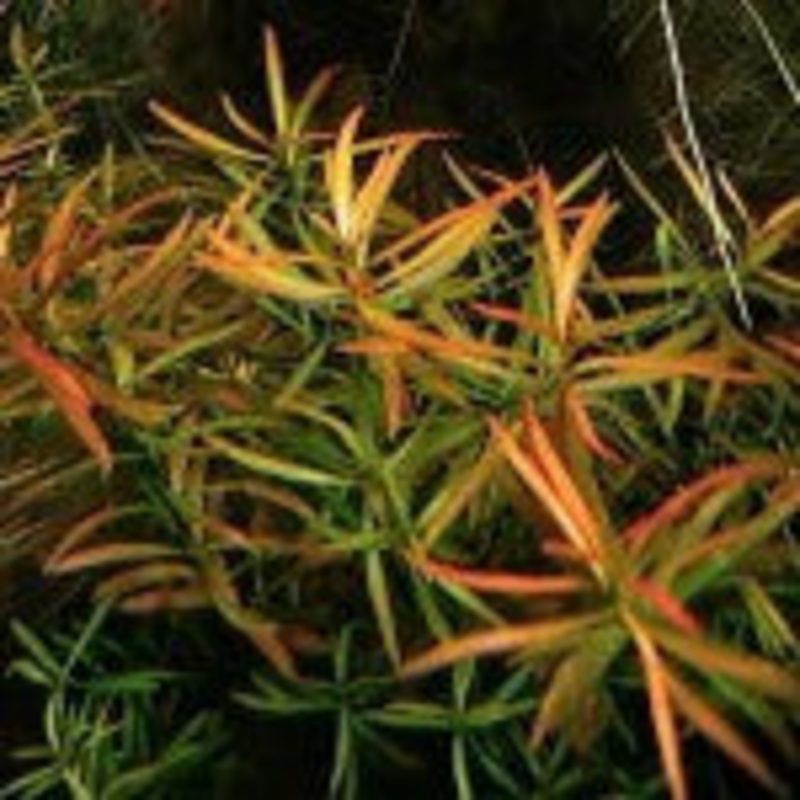 Ludwigia Arcuata