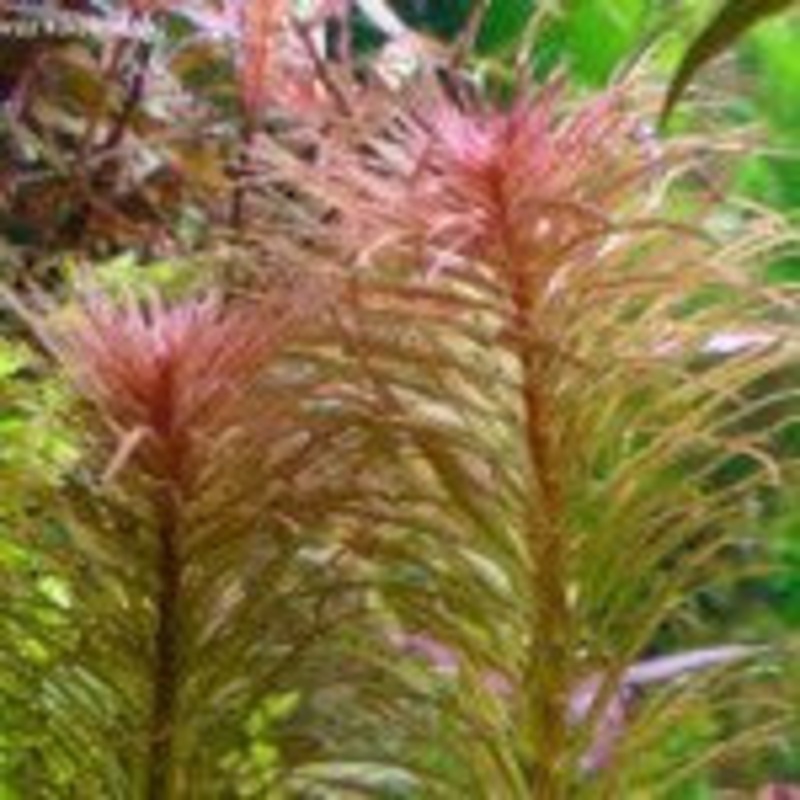 Ludwigia Inclinata Cuba