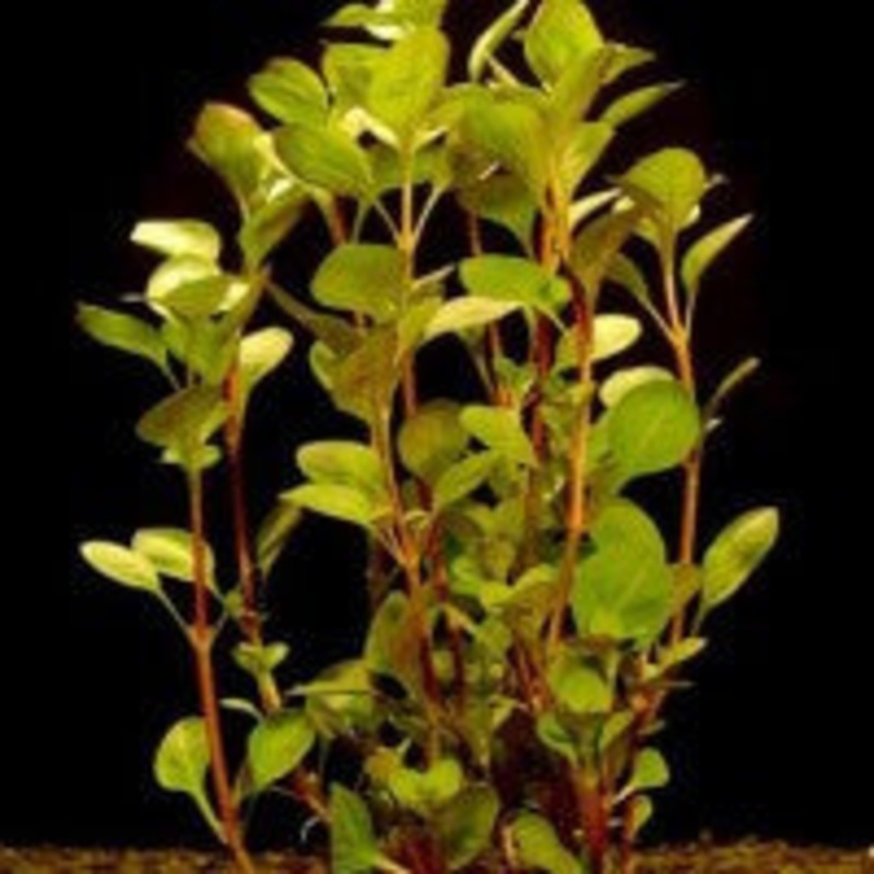 Ludwigia Plaustris