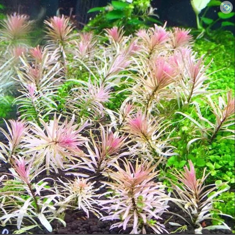Ludwigia Sp. Pink/White