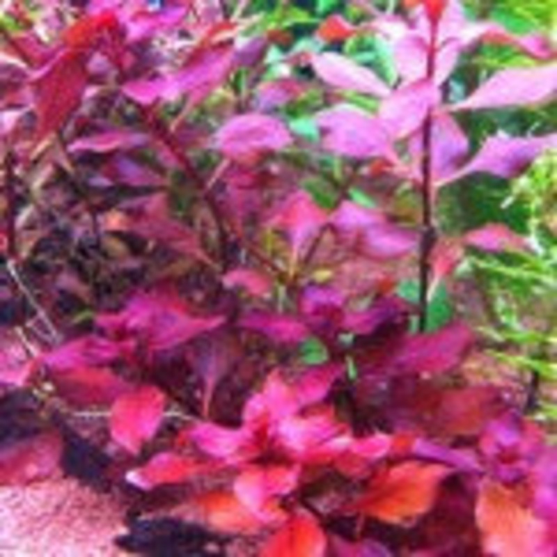 Ludwigia Super Red