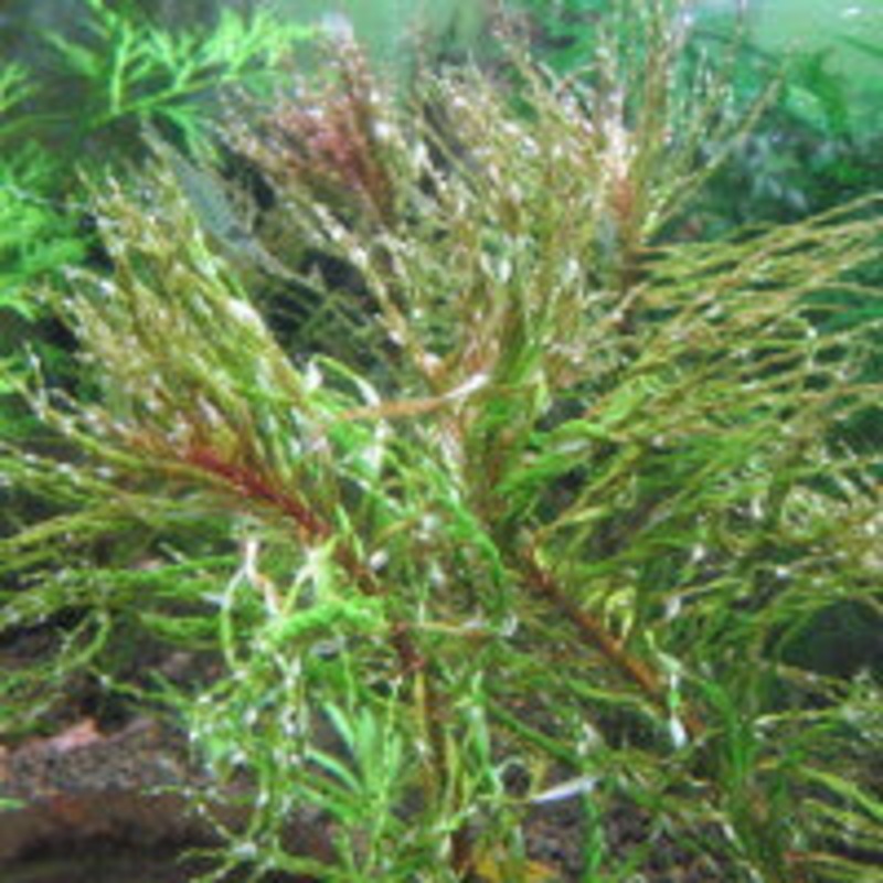 Ludwigia Tornado